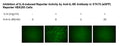 STAT3 Reporter (eGFP)-HEK293 Cell Line – Figure 1 of 1