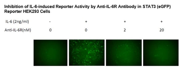 STAT3 Reporter (eGFP)-HEK293 Cell Line – Figure 1 of 1
