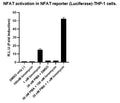 NFAT Reporter (Luciferase) - THP-1 Cell Line – Figure 1 of 2