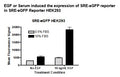 SRE eGFP Reporter - HEK293 Cell Line (ERK Pathway) – Figure 1 of 3