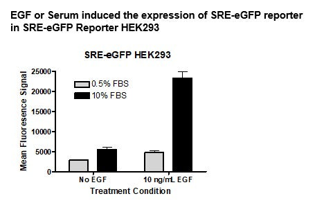 SRE eGFP Reporter - HEK293 Cell Line (ERK Pathway) – Figure 1 of 3