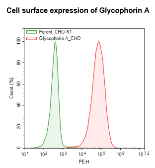 Glycophorin A (CD235a) CHO Cell Line – Figure 1 of 1
