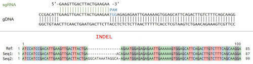B2M Knockout NFAT Luciferase Reporter Jurkat Cell Line – Figure 1 of 2
