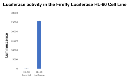 Firefly Luciferase HL-60 Cell Line – Figure 1 of 1