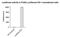 Firefly Luciferase KG1 Cell Line – Figure 1 of 1