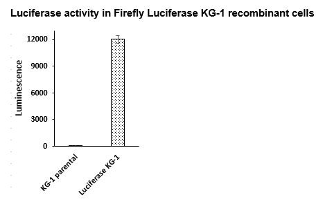 Firefly Luciferase KG1 Cell Line – Figure 1 of 1