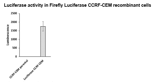 Firefly Luciferase CCRF-CEM Cell Line – Figure 1 of 1