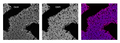 TCF/LEF StemBright™ Luciferase iPS Cell Pool (Wnt Pathway) – Figure 1 of 2