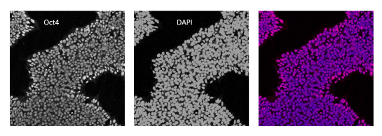 TCF/LEF StemBright™ Luciferase iPS Cell Pool (Wnt Pathway) – Figure 1 of 2