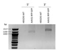 RFP/GFP Safe-Harbor HEK293 Cell Line – Figure 1 of 2