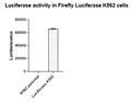 Firefly Luciferase K562 Cell Line – Figure 1 of 2