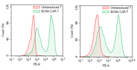 Anti-BCMA CAR Lentivirus (Clone C11D5.3 ScFv-CD8-4-1BB-CD3ζ) – Figure 1 of 4