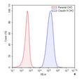 Claudin-9 CHO Cell Line – Figure 1 of 1