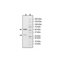 Anti-PCSK9 Neutralizing Antibody, Biotin-labeled – Figure 1 of 2