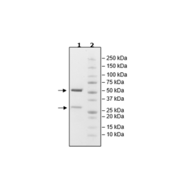 Anti-PCSK9 Neutralizing Antibody, Biotin-labeled – Figure 1 of 2