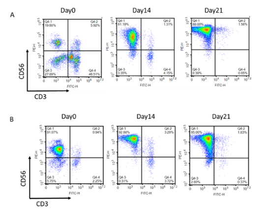 Growth-Arrested NK Feeder Cells – Figure 1 of 4