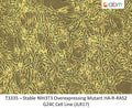 Stable NIH3T3 Overexpressing Mutant HA-R-RAS2 G24C Cell Line (JLR17) | Applied Biological Materials (abm)