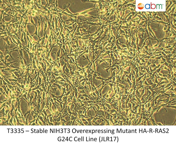 Stable NIH3T3 Overexpressing Mutant HA-R-RAS2 G24C Cell Line (JLR17) | Applied Biological Materials (abm)