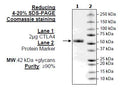 CTLA4 (Mouse), Fc-Fusion (Human), Avi-Tag, Biotin Labeled Recombinant – Figure 1 of 2