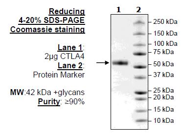 CTLA4 (Mouse), Fc-Fusion (Human), Avi-Tag, Biotin Labeled Recombinant – Figure 1 of 2