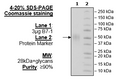 B7-1 (CD80), FLAG-Avi-His-Tag (Mouse) Recombinant – Figure 1 of 2
