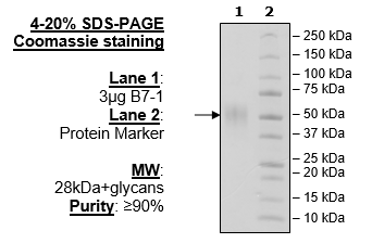 B7-1 (CD80), FLAG-Avi-His-Tag (Mouse) Recombinant – Figure 1 of 2