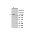 LAG3 (CD223) (Mouse), Fc(Human) Avi-Tag, Biotin HiP™ Recombinant – Figure 1 of 2