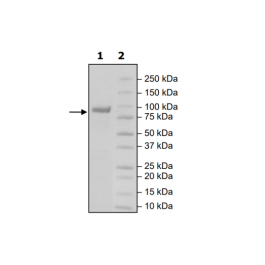 LAG3 (CD223) (Mouse), Fc(Human) Avi-Tag, Biotin HiP™ Recombinant – Figure 1 of 2