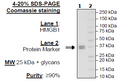 HMGB1, Avi-His-Tag, Biotin-labeled Recombinant – Figure 1 of 4