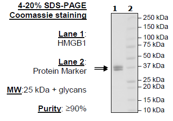HMGB1, Avi-His-Tag, Biotin-labeled Recombinant – Figure 1 of 4