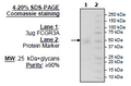 FCGR3A, Avi-His-Tag Recombinant – Figure 1 of 1