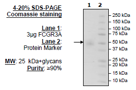 FCGR3A, Avi-His-Tag Recombinant – Figure 1 of 1