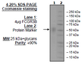 FCGR3B, Avi-His-Tag Recombinant – Figure 1 of 2