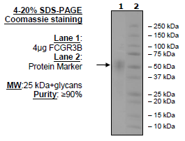 FCGR3B, Avi-His-Tag Recombinant – Figure 1 of 2