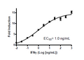 GAS Reporter (Luc)-HeLa Cell Line (IFNγ/JAK/STAT1 Pathway) – Figure 1 of 2