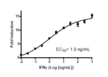 GAS Reporter (Luc)-HeLa Cell Line (IFNγ/JAK/STAT1 Pathway) – Figure 1 of 2