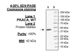 PKAcα, His-Tag Recombinant – Figure 1 of 1