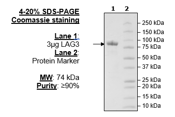 FCGR3B, Avi-His-Tag Recombinant – Figure 1 of 1