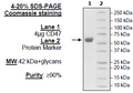 CD47, Fc fusion, Avi-Tag (Human) HiP™ Recombinant – Figure 1 of 2