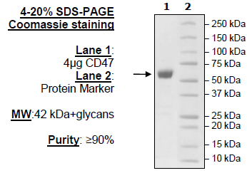 CD47, Fc fusion, Avi-Tag (Human) HiP™ Recombinant – Figure 1 of 2