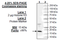 Histone H3 Recombinant – Figure 1 of 1