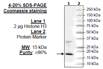 Histone H3 Recombinant – Figure 1 of 1