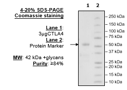 CTLA4 (Mouse), Fc-Fusion (Human), Avi-Tag Recombinant – Figure 1 of 2