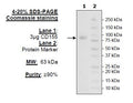 CD155, Fc-Avi-Tag Recombinant – Figure 1 of 1