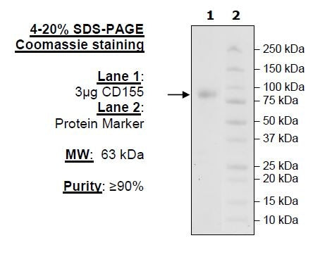 CD155, Fc-Avi-Tag Recombinant – Figure 1 of 1