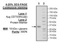 CD70, His-Tag (Mouse) Recombinant – Figure 1 of 1