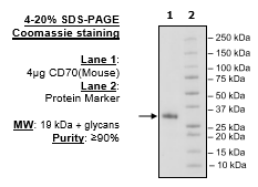 CD70, His-Tag (Mouse) Recombinant – Figure 1 of 1