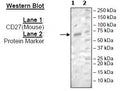 CD27, Fc-Fusion (IgG1), Avi-Tag (Mouse) HiP™ Recombinant – Figure 1 of 2