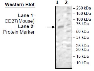 CD27, Fc-Fusion (IgG1), Avi-Tag (Mouse) HiP™ Recombinant – Figure 1 of 2
