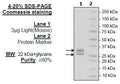 LIGHT, His-Tag (Mouse) Recombinant – Figure 1 of 2